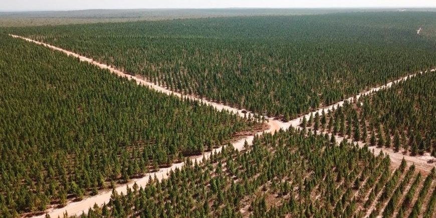 Floresta-Plantada-11-08-2020-Rinkon-Martins-870×489